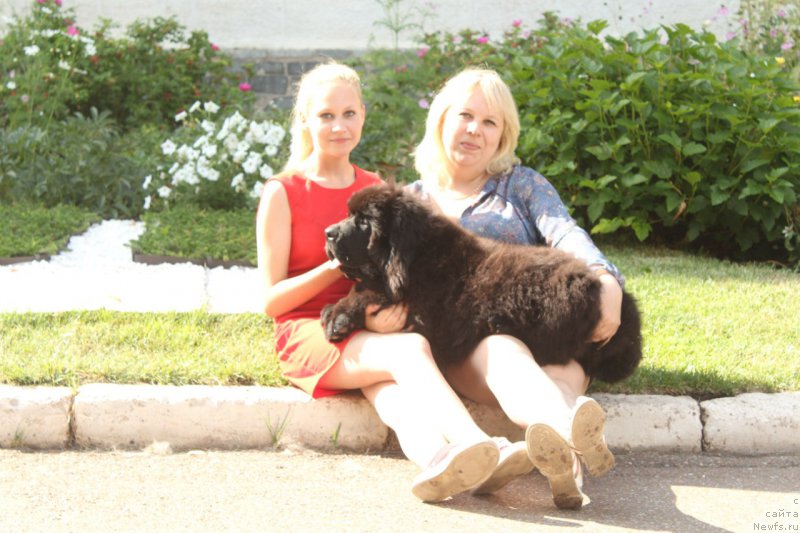 Фото: ньюфаундленд Super Premium Zurich for Keeper Soul (Супер Премиум Цюрих для Кипер Соул)