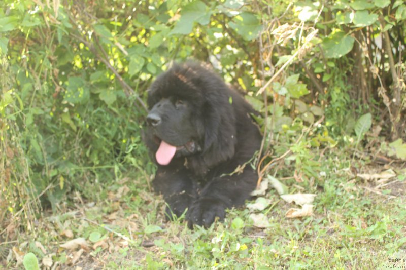 Фотография № 211148