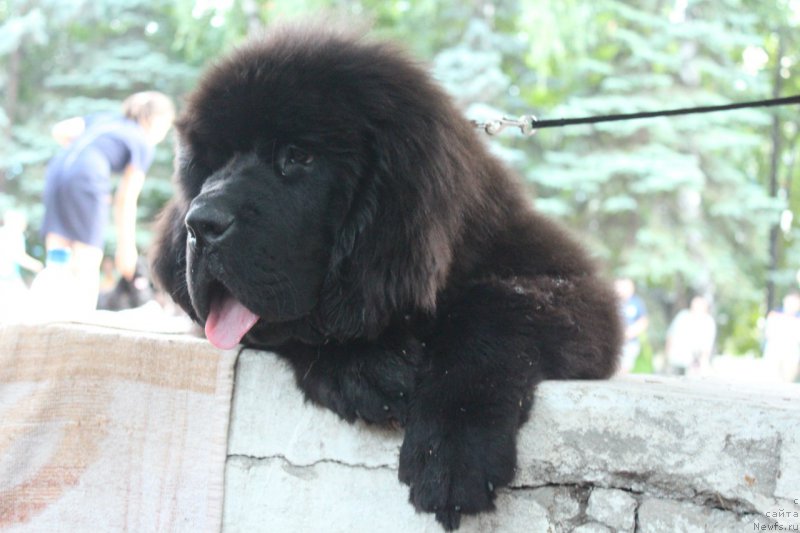 Фотография № 211157