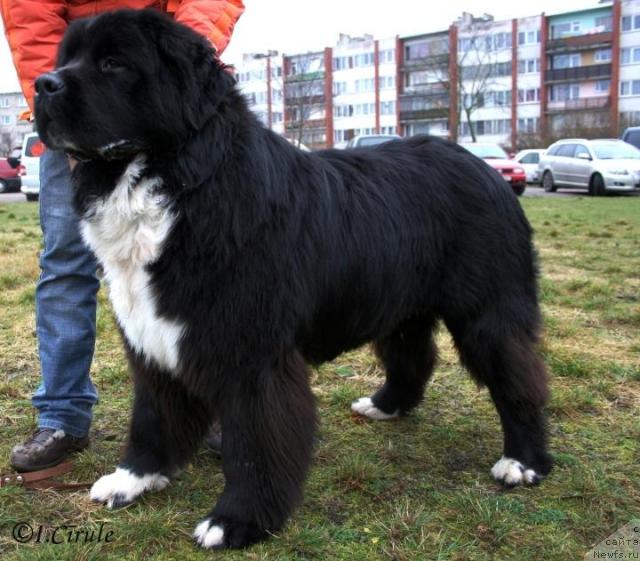 Фото: ньюфаундленд Piternyuf Zhguchiy Potseluy (Питерньюф Жгучий Поцелуй)