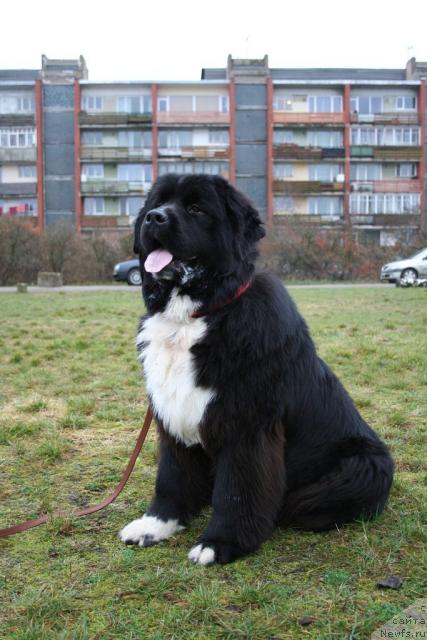 Фото: ньюфаундленд Piternyuf Zhguchiy Potseluy (Питерньюф Жгучий Поцелуй)