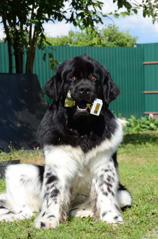 Фото: ньюфаундленд Angels Keeper Nibelung (Энджелс Кипер Нибелунг)