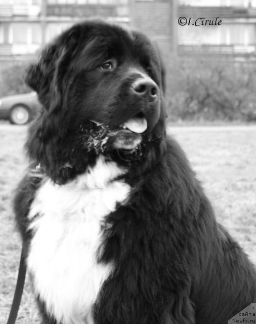 Фото: ньюфаундленд Piternyuf Zhguchiy Potseluy (Питерньюф Жгучий Поцелуй)