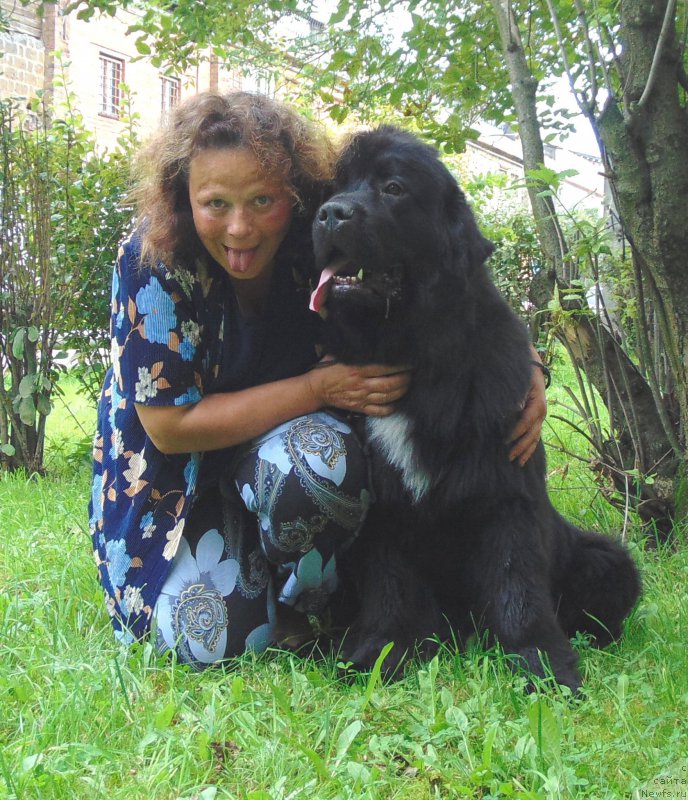 Фото: ньюфаундленд Treasure for Belkonder-Club Midnight Bear, Anna Kovalyova (Анна Ковалёва)