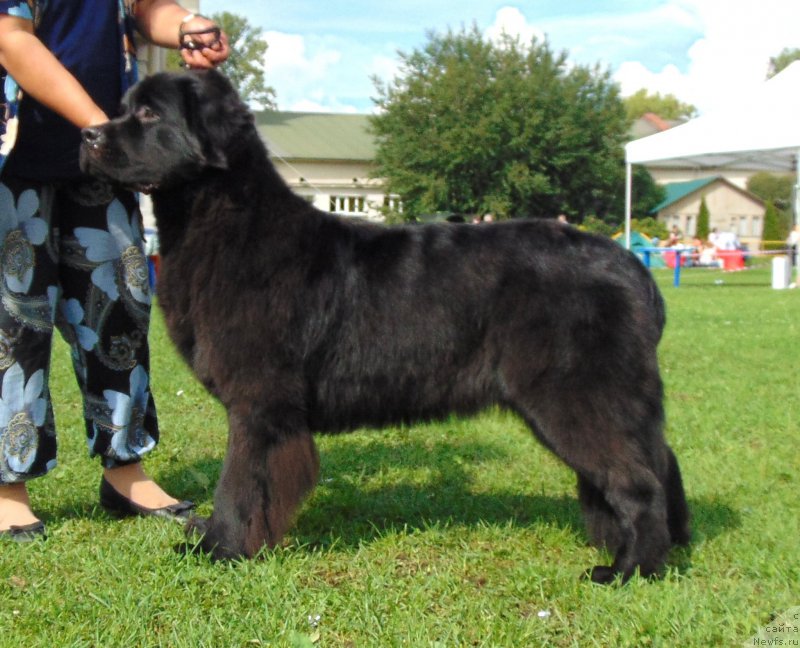 Фото: ньюфаундленд Belkonder-Club Bella Renaissance (Белкондер-Клаб Белла Ренессанс)