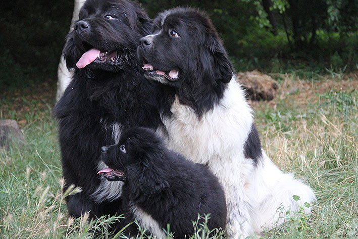 Фото: ньюфаундленд Tsenny Kadr s Berega Dona (Ценный Кадр с Берега Дона), ньюфаундленд Plushevaya Panda Deniza Dlja  Berega Dona (Плюшевая Панда Дениза для Берега Дона), ньюфаундленд Novaya Zvezda Morskoy Medved' (Новая Звезда Морской Медведь)