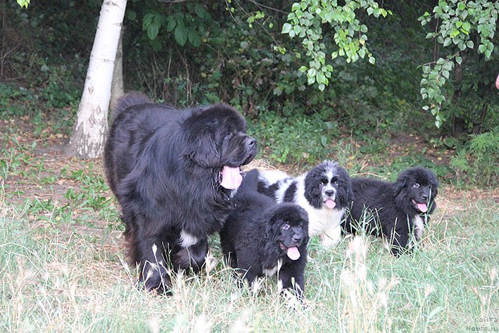 Фотография № 211188