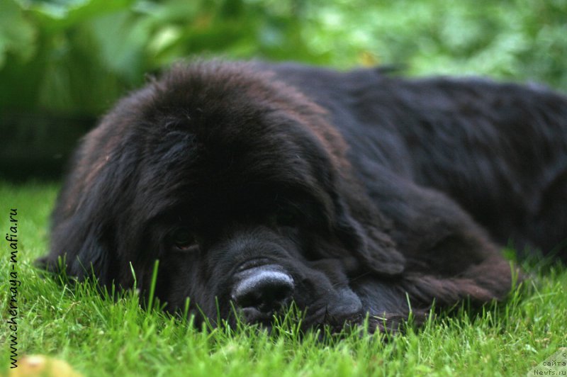 Фото: ньюфаундленд Chernaya Mafia Ace in the Hole (Черная Мафия Асе ин тхе Холе)