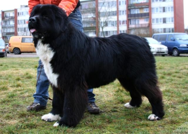 Фото: ньюфаундленд Piternyuf Zhguchiy Potseluy (Питерньюф Жгучий Поцелуй)