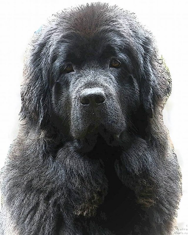 Фото: ньюфаундленд Chernaya Mafia Аngel Among Us (Черная Мафия Ангел Амонг Ус)