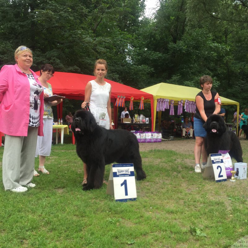 Фото: ньюфаундленд Ih Visochestvo Bishop Karl (Их Высочество Бишоп Карл)