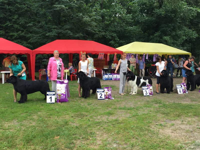 Фото: ньюфаундленд Ih Visochestvo Bishop Karl (Их Высочество Бишоп Карл)