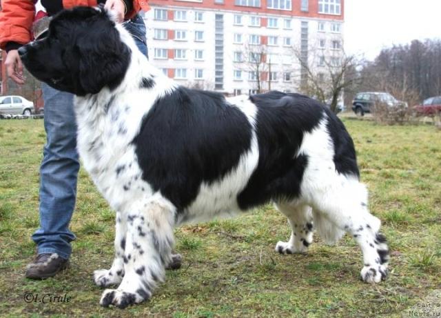 Фото: ньюфаундленд Mag Ispolin Carte Blanche for Piternyuf (Маг Исполин Карте Бланч фор Питерньюф)