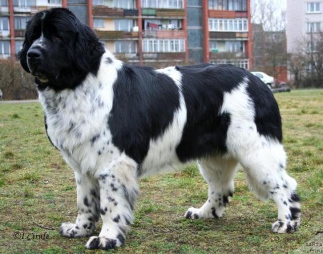 Фото: ньюфаундленд Mag Ispolin Carte Blanche for Piternyuf (Маг Исполин Карте Бланч фор Питерньюф)