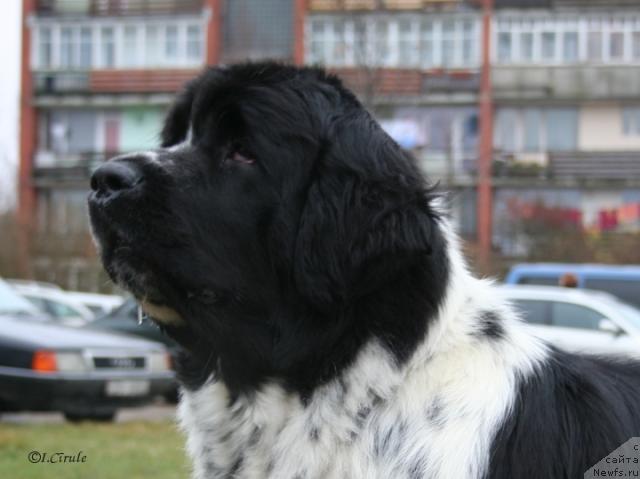 Фото: ньюфаундленд Mag Ispolin Carte Blanche for Piternyuf (Маг Исполин Карте Бланч фор Питерньюф)