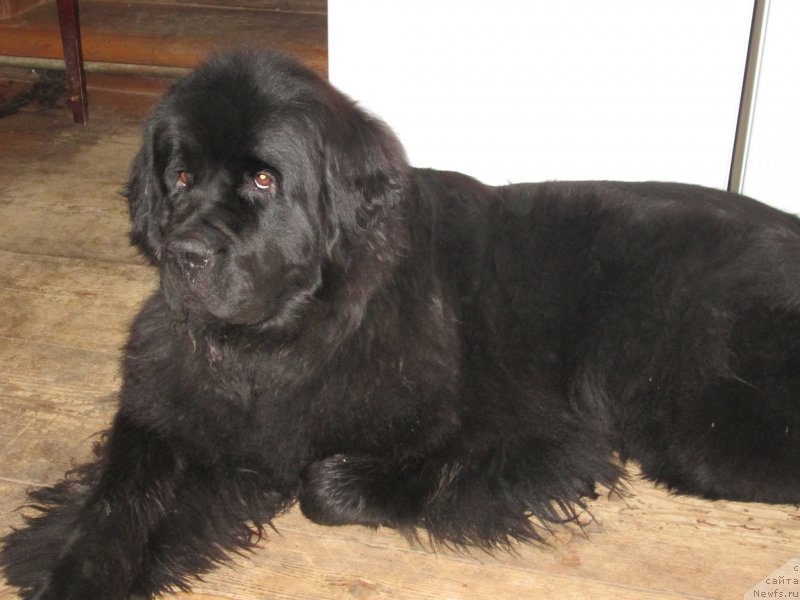 Фото: ньюфаундленд Henrietta Avatar Annies Lane (Хенриетта Аватар Анниес Лане)