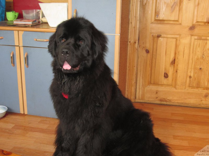 Фото: ньюфаундленд Henrietta Avatar Annies Lane (Хенриетта Аватар Анниес Лане)