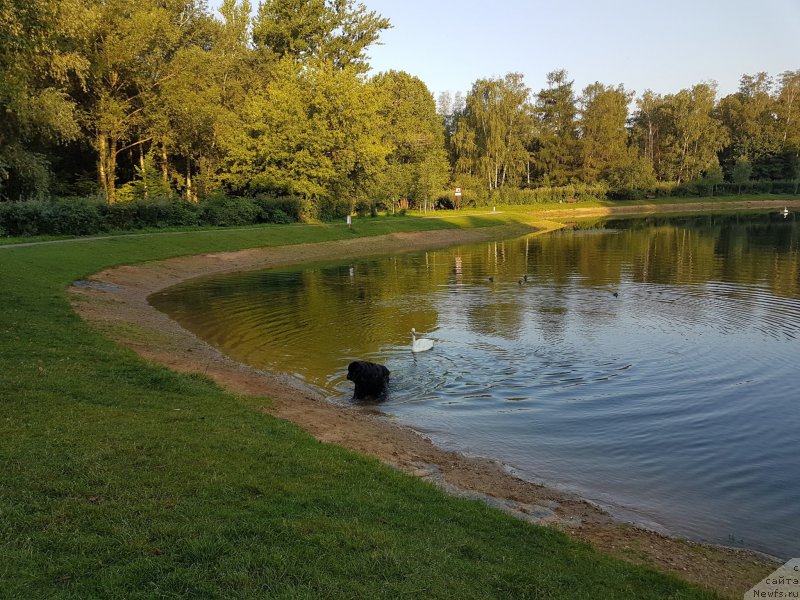 Фото: ньюфаундленд Sent Djons Gvendolin Glorius Garden (Сент Джонс Гвендолин Глориус Гарден)