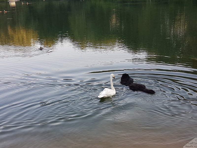 Фото: ньюфаундленд Sent Djons Gvendolin Glorius Garden (Сент Джонс Гвендолин Глориус Гарден)