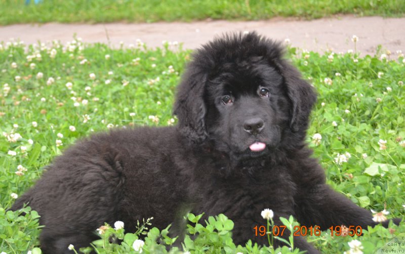 Фото: ньюфаундленд CHernyiy Balu Intriga Istinyi (Черный Балу Интрига Истины)