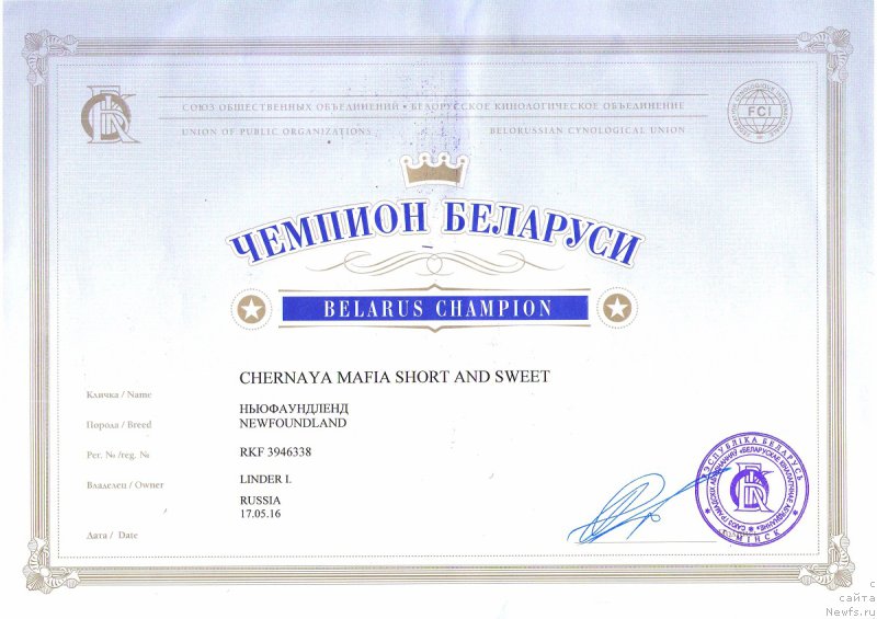 Фото: ньюфаундленд Chernaya Mafia Short and Sweet (Черная Мафия Шорт анд Свеет)