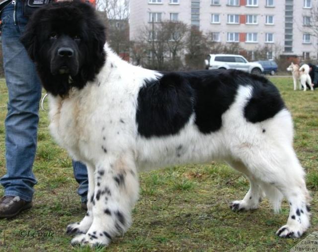 Фото: ньюфаундленд Don't Worry Be Happy de L'Etoile de Cyrice