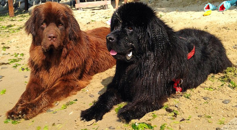 Фото: ньюфаундленд Brownblood MSK Harita Havva (Браунблад МСК Харита Хавва), ньюфаундленд Brownblood MSK Happy Teddy (Браунблад МСК Хэппи Тедди)