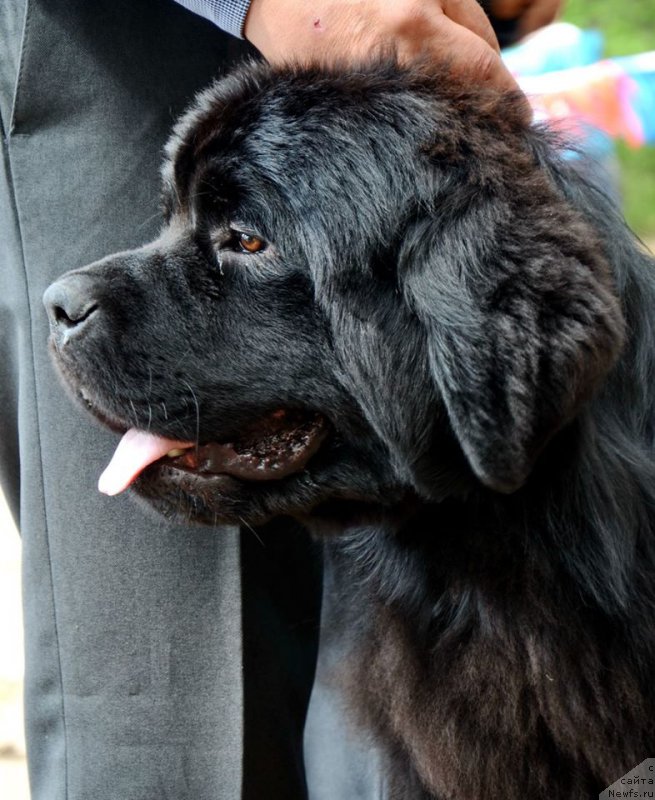 Фото: ньюфаундленд Aquatoriya Kelvin Eseniya (Акватория Келвин Есения)