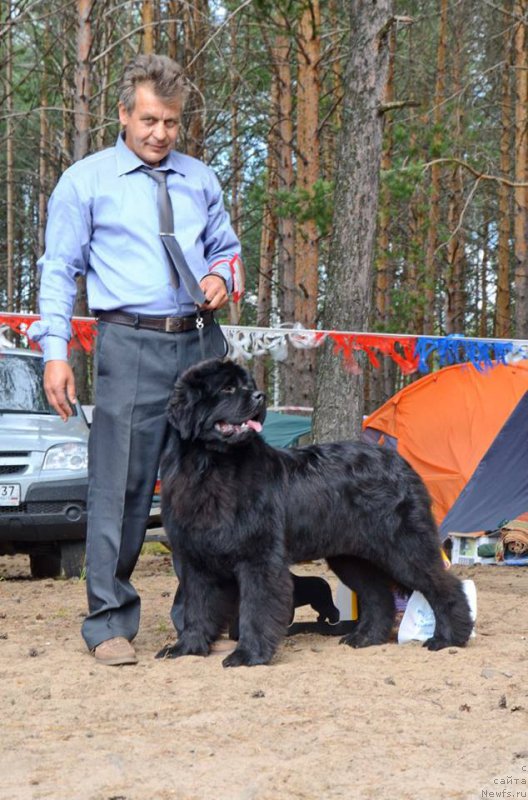 Фото: ньюфаундленд Aquatoriya Kelvin Eseniya (Акватория Келвин Есения)