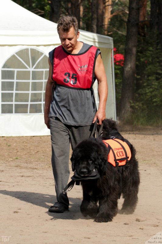 Фото: ньюфаундленд YUng Forest Gamp (Юнг Форест Гамп)