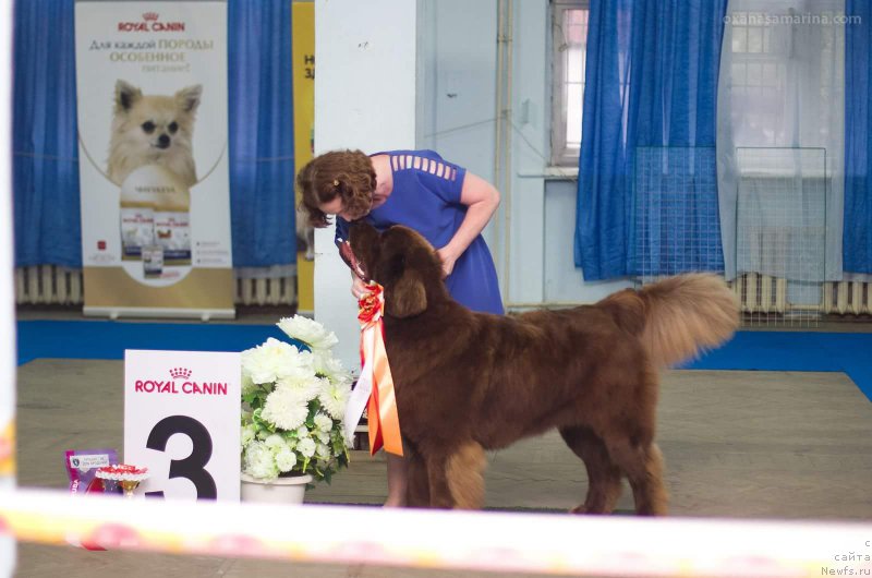 Фото: ньюфаундленд Brownblood MSK Hakim Gold Haydar (Браунблад МСК Хаким Голд Хайдар)
