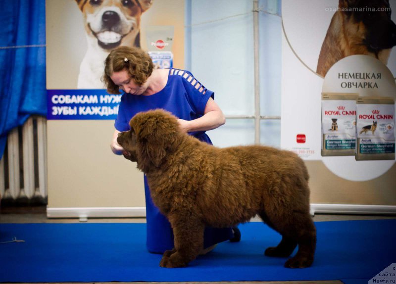 Фото: ньюфаундленд Brownblood MSK Veles Alister (Браунблад МСК Велес Алистер)