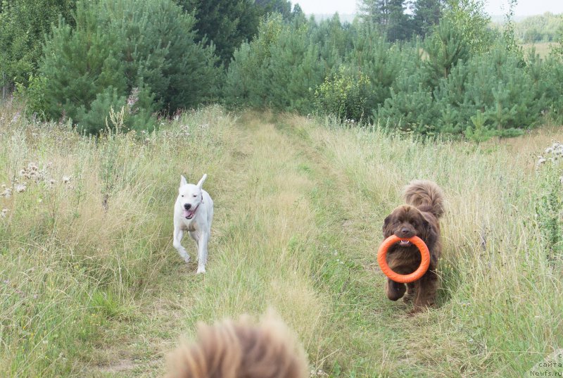 Фото: ньюфаундленд Naomi Tagoliri for Brouwnblood (Наоми Таголири фор Браунблад)