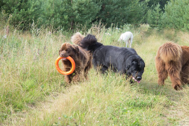 Фото: ньюфаундленд Piternyuf Ideas For Life (Питерньюф Идеас Фор Лифе), ньюфаундленд Naomi Tagoliri for Brouwnblood (Наоми Таголири фор Браунблад)