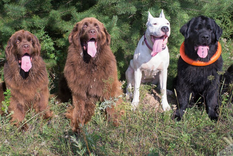 Фото: ньюфаундленд Naomi Tagoliri for Brouwnblood (Наоми Таголири фор Браунблад), ньюфаундленд Sverkayuzhaya Gora Mashame (Сверкающая Гора Машаме), Дана, ньюфаундленд Piternyuf Ideas For Life (Питерньюф Идеас Фор Лифе)