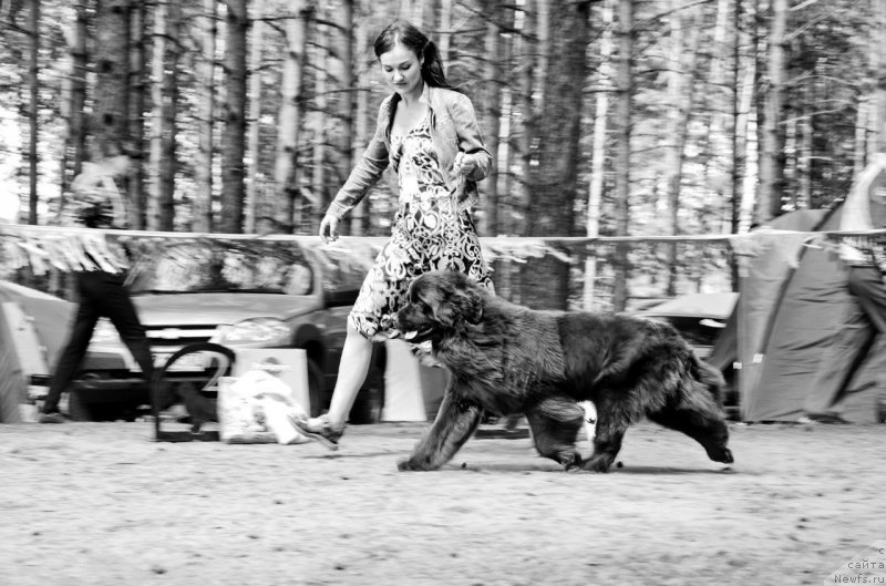 Фото: Kseniya Novikova (Ксения Новикова), ньюфаундленд N'yufort Vivian (Ньюфорт Вивиан)