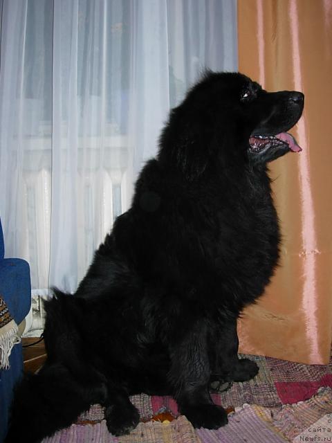 Фото: ньюфаундленд Lesnaya Skazka Raskrasavica (Лесная Сказка Раскрасавица)