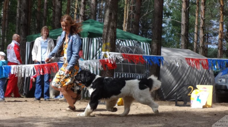 Фото: ньюфаундленд Akvian Song Rosemary (Аквиан Сонг Розмари)