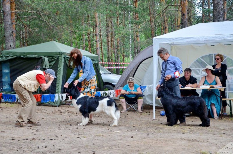 Фото: ньюфаундленд Akvian Song Rosemary (Аквиан Сонг Розмари), ньюфаундленд Aquatoriya Kelvin Eseniya (Акватория Келвин Есения)