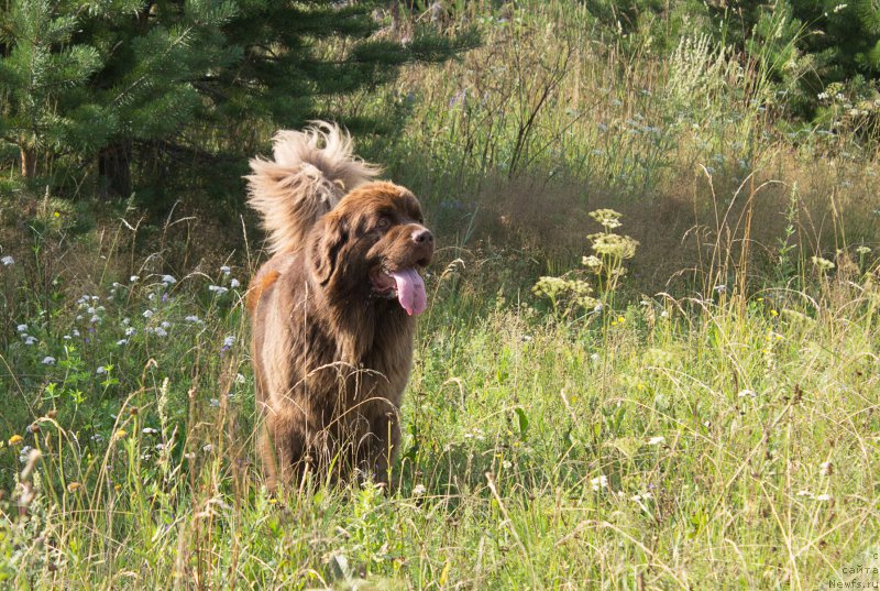 Фото: ньюфаундленд Naomi Tagoliri for Brouwnblood (Наоми Таголири фор Браунблад)