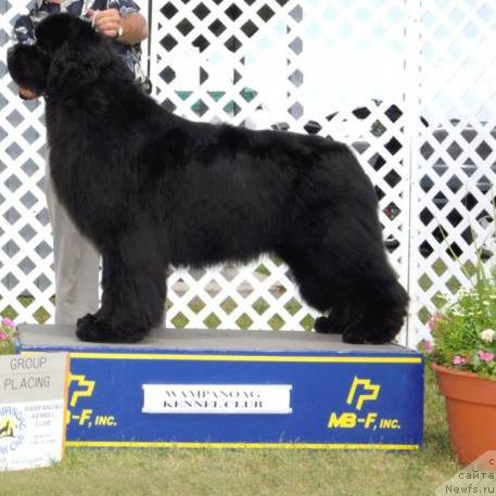 Фото: ньюфаундленд Bowaters Seas of Dark