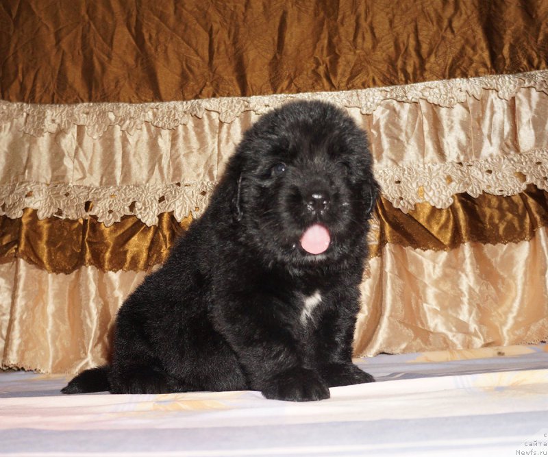 Фотография № 211296