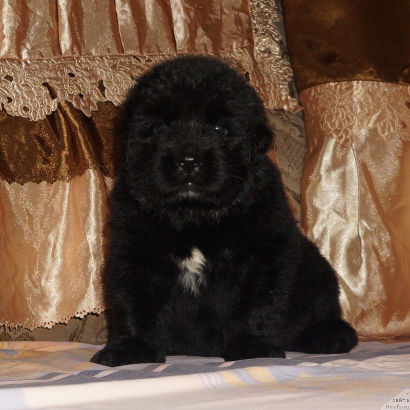 Фотография № 211298