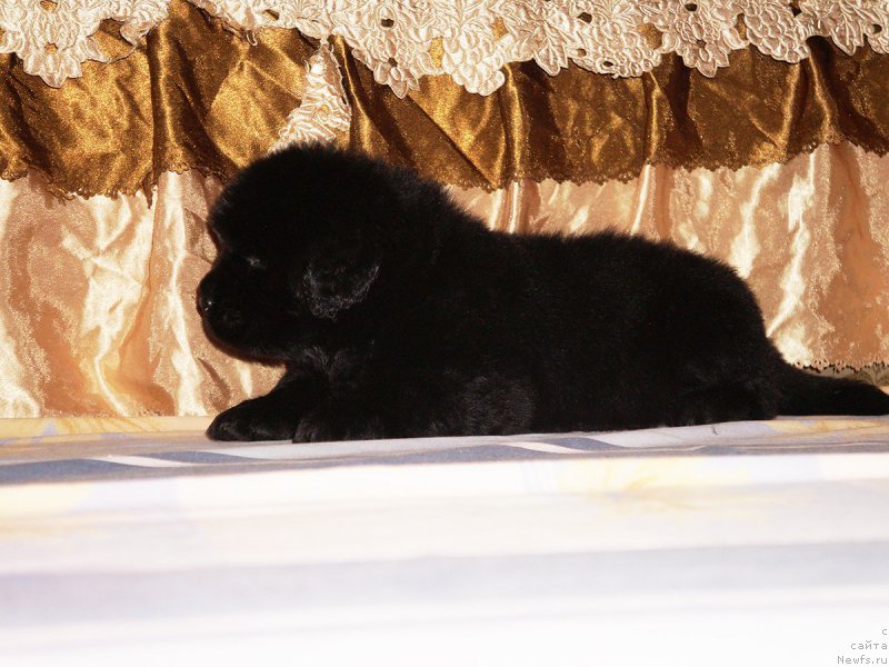 Фотография № 211302