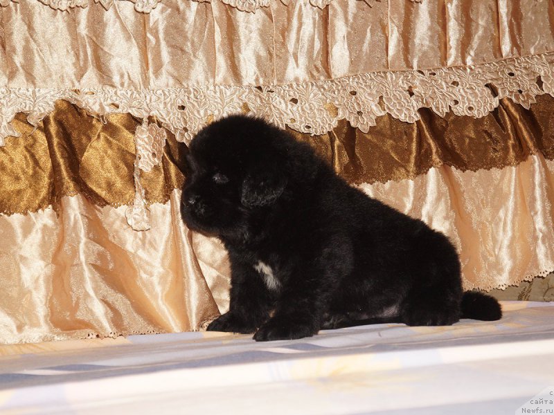 Фотография № 211303