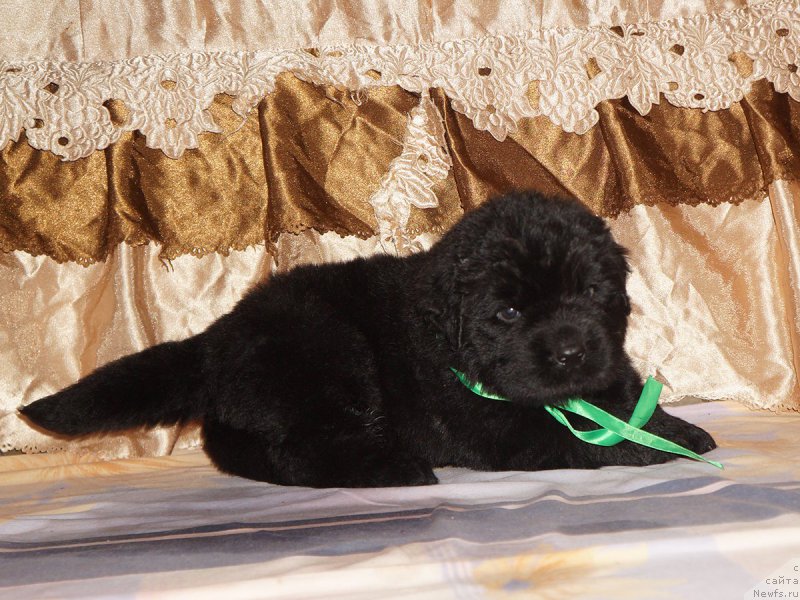 Фотография № 211311