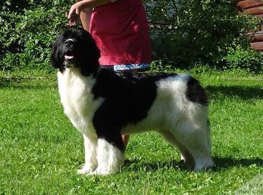 Фото: ньюфаундленд Akvian Song Rosemary (Аквиан Сонг Розмари)