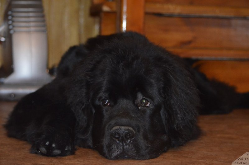 Фото: ньюфаундленд Super Bizon Norberto (Супер Бизон Норберто)