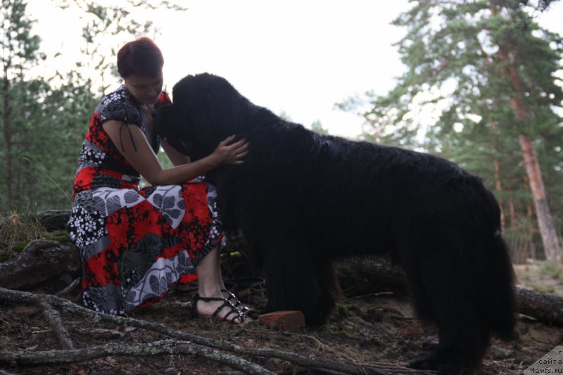 Фото: ньюфаундленд Beguschaya po Volnam Shaman (Бегущая по Волнам Шаман)