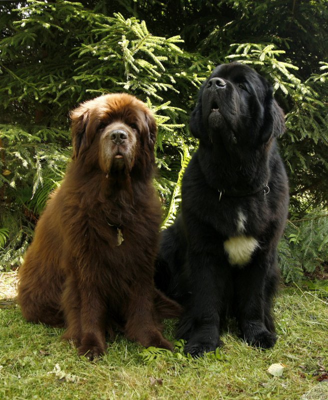 Фото: ньюфаундленд Ais Cream Ambassador, ньюфаундленд Beguschaya po Volnam Сhart Topper (Бегущая по Волнам Чарт Топпер)